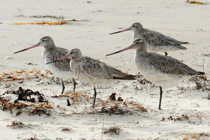 A young bar-tailed godwit appears to have set a non-stop distance record for migratory birds by flying at least 8,435 miles from Alaska to the Australian state of Tasmania, a bird expert said Friday, Oct. 28, 2022. (Eric Woehler via AP)