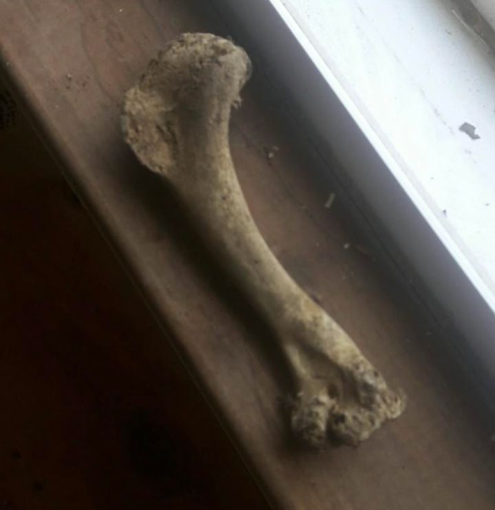 The bone the author's brother found while renovating his home (August 2017).
