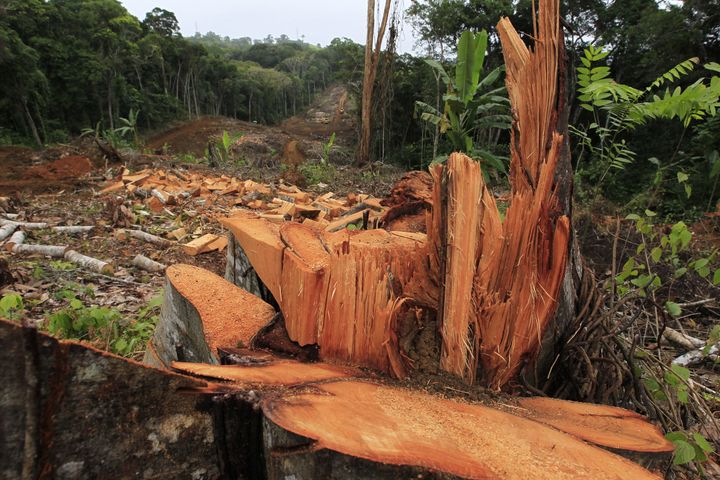 Βραζιλία - 23 Μαΐου 2022: αποψίλωση των ιθαγενών δέντρων του Ατλαντικού Δάσους για την κατασκευή ενός δρόμου στην πόλη Ilheus, στη νότια Bahia.