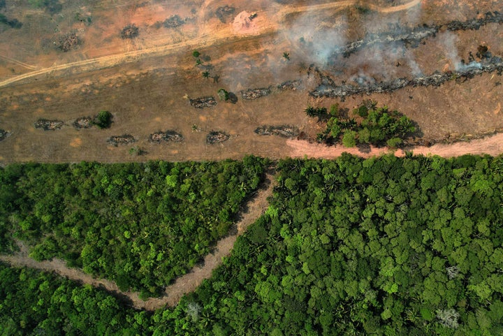 Rainforest Mafias: How Violence and Impunity Fuel Deforestation in