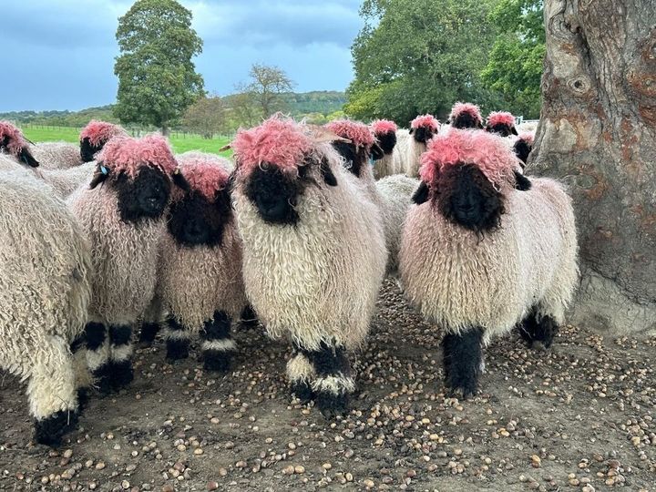 ピンクヘアで移動する羊の群れ、思わず二度見してしまいそうです