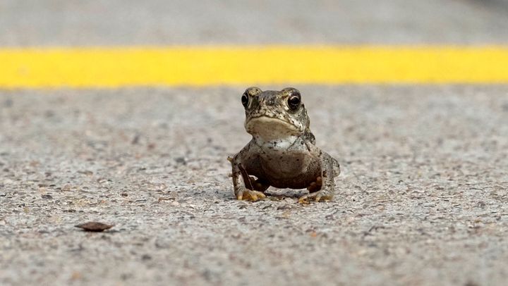 Yet another capture of a toxic toad crossing the road during a hot summer day in the Sonoran Desert of Peoria, Arizona, as many of them invaded the streets after a major flooding Monsoon of August 2021.
