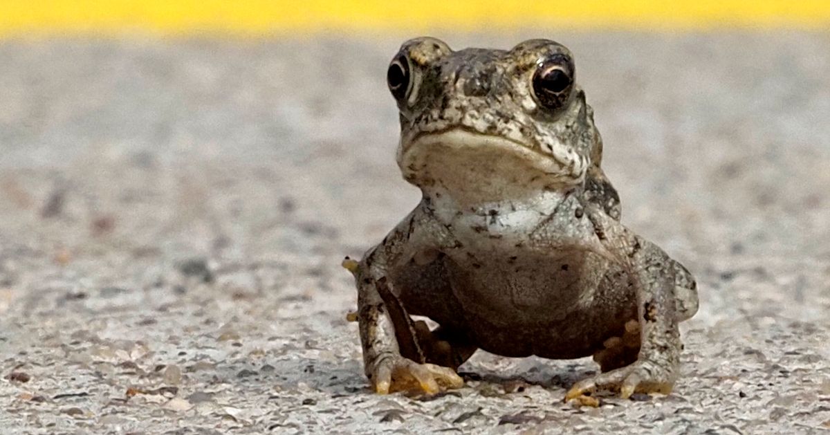 National Park Service Begs Visitors: Please Stop Licking These Psychedelic Toads