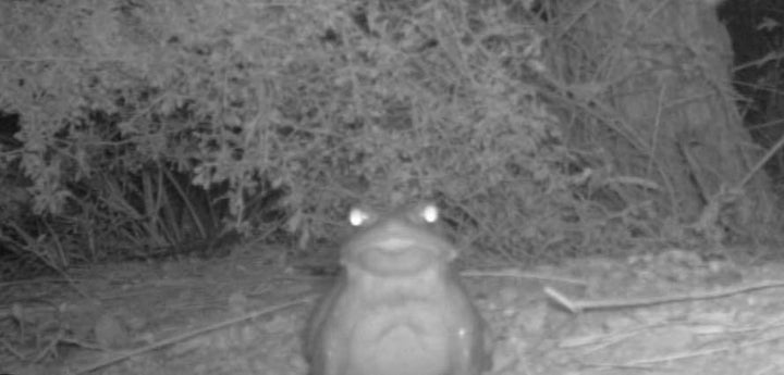 National Park Service Begs Visitors: Please Stop Licking These Psychedelic Toads National Park Service Begs Visitors: Please Stop Licking These Psychedelic Toads