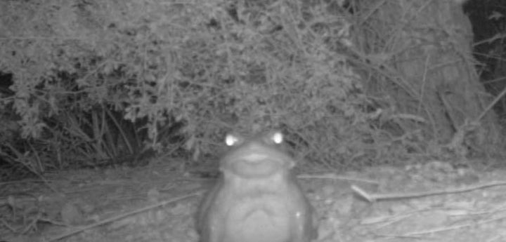 Avoid licking this Sonoran desert toad.