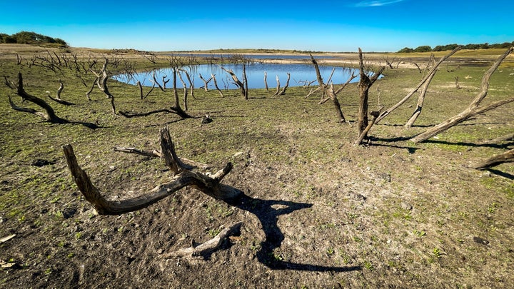 Old tree skeletons are exposed due to extremely low water levels at Colliford Lake near Bodmin on August 12, 2022 in Cornwall, United Kingdom.