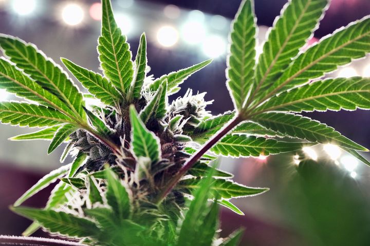 A mature marijuana plant begins to bloom under artificial lights at Loving Kindness Farms in Gardena, California, May 20, 2019.
