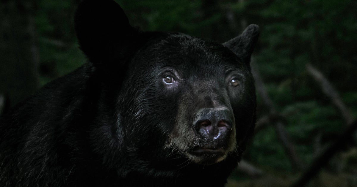 Vermont Woman Mauled By Bear After Letting Dog Outside: ‘It Was Terrifying’ Vermont Woman Mauled By Bear After Letting Dog Outside: ‘It Was Terrifying’