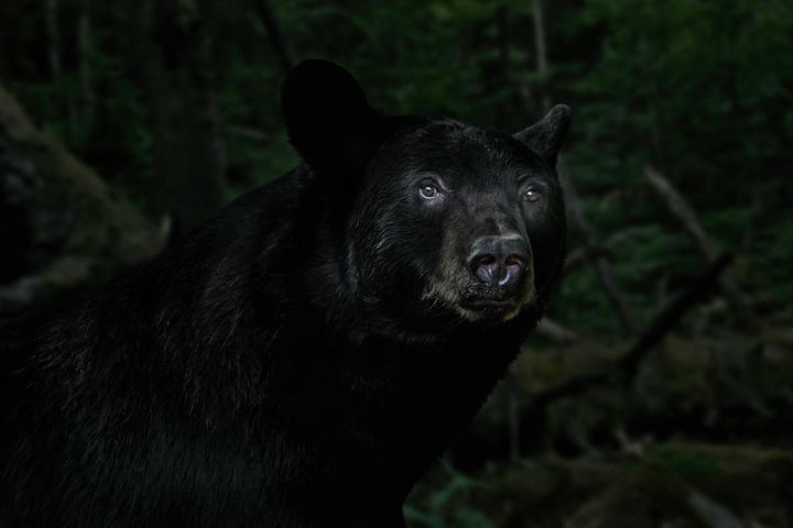 Last week's incident was only the fifth bear attack against humans documented in Vermont history. The bear involved has yet to be found.