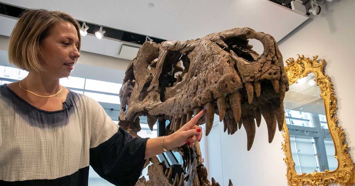 Le crâne de T Rex découvert dans le Dakota du Sud pourrait se vendre 15 millions de dollars le mois prochain