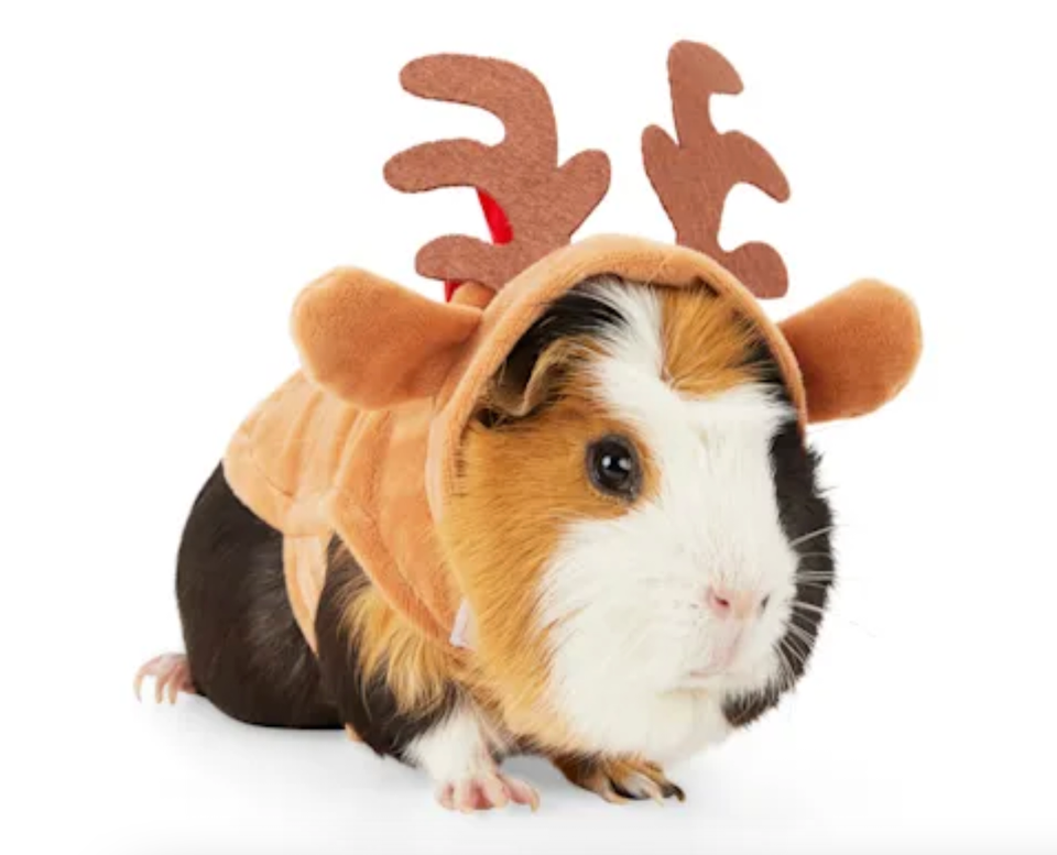 Guinea pig clothes petco hotsell
