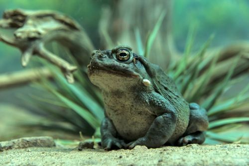 このカエル、なめたらアカン。米公園局が異例の警告。なんで…？ | ハフポスト WORLD