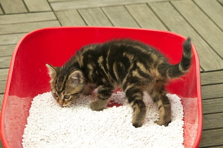 No, kids aren't using litter boxes in schools.