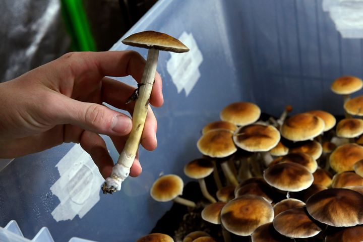 An unidentified person harvests Mazatec psilocybin mushrooms from their growing tubs on May 19, 2019 in Denver, Colorado.