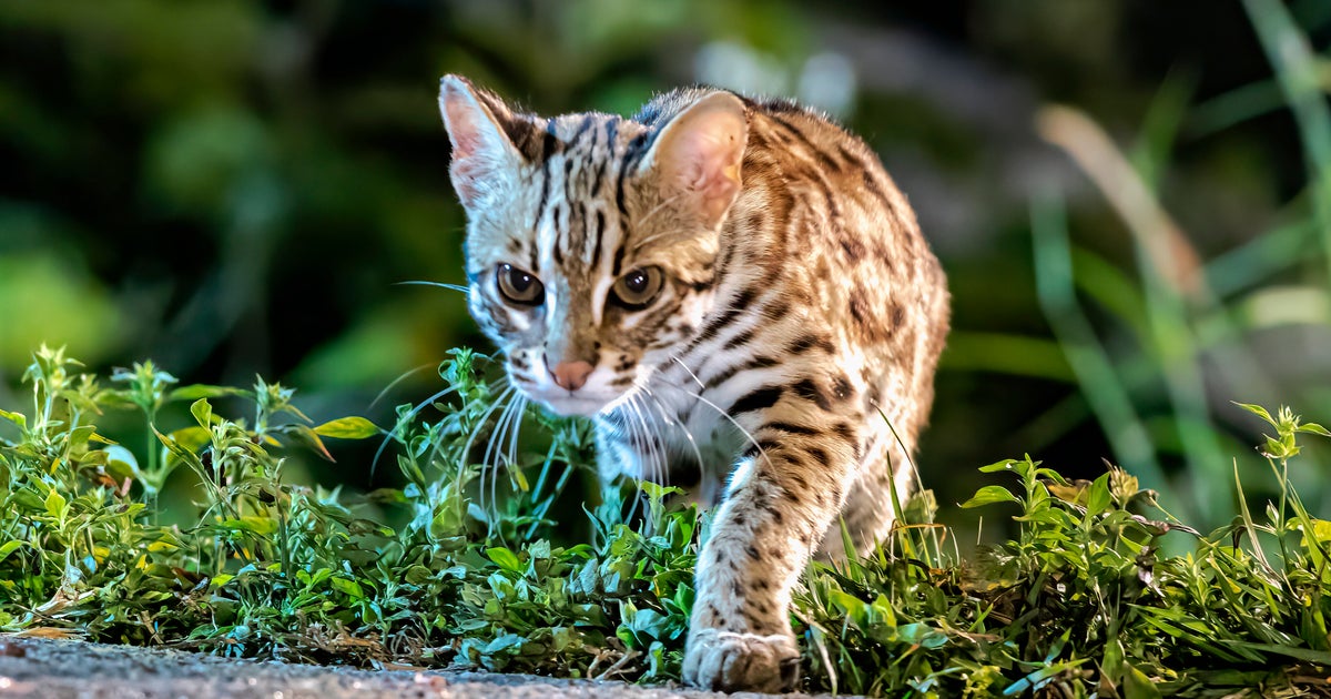ヤマネコが太平洋に発生」どういうこと？ 台風の命名ルールを調べて