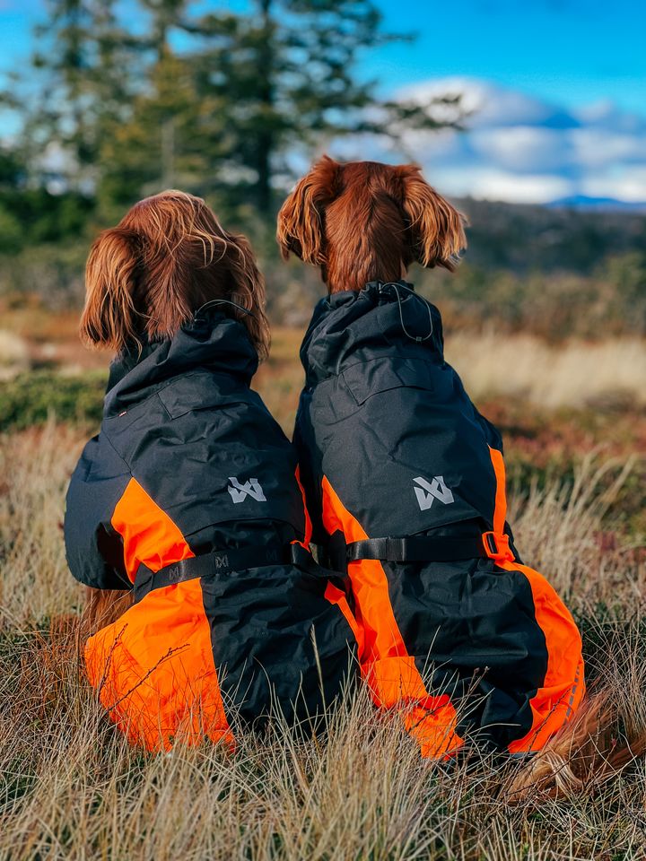 Non-Stop Dogwear's jackets keeps your dog warm and happy, but still able to move as much as they like