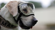 Famous Mexican Search And Rescue Dog Frida Dies Famous Mexican Search And Rescue Dog Frida Dies