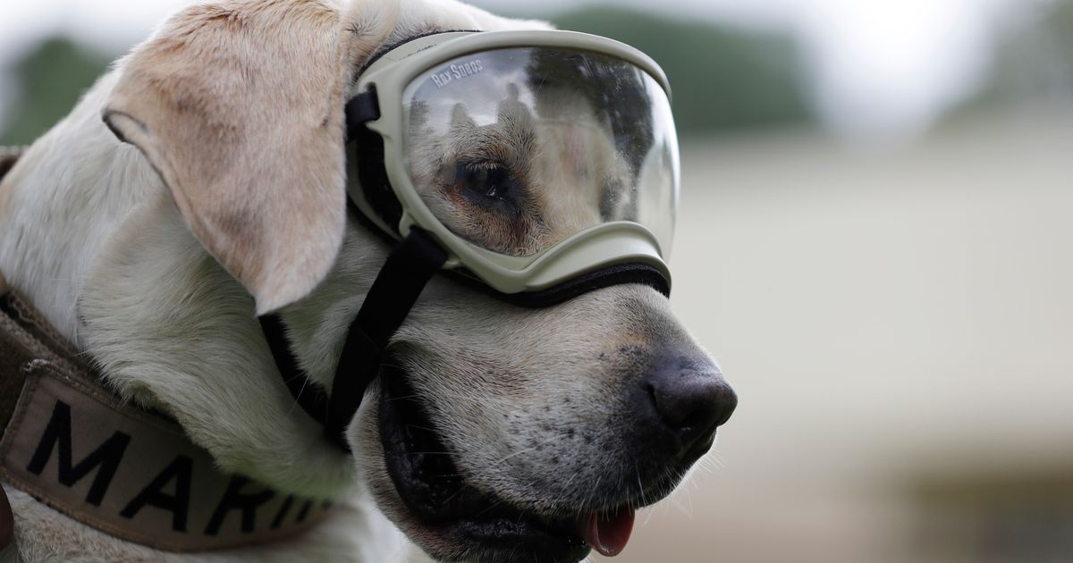 Famous Mexican Search And Rescue Dog Frida Dies