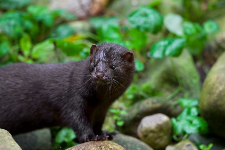 An American mink native to North America pictured on a river bank. 