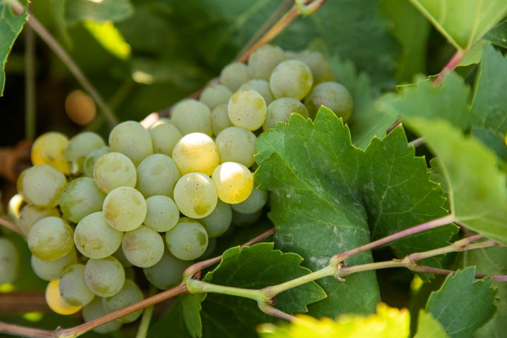 Cuarenta Vendimias Cuvée