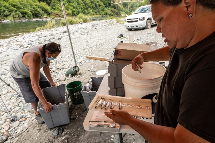 Jamie Holt, lead fisheries technician for the Yurok Tribe, right, and Gilbert Myers count dead chinook salmon pulled from a trap in the lower Klamath River on June 8, 2021, in Weitchpec, California.