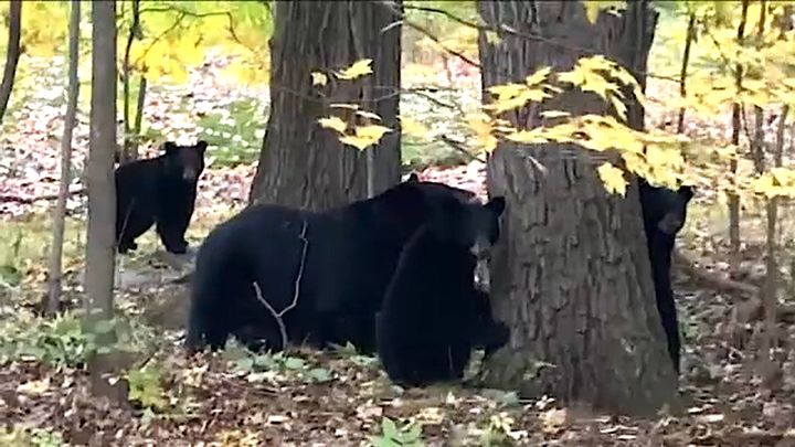 A New Jersey man is suspected of killing all four cubs in this bear family in a state park.