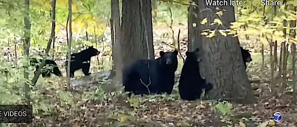 Man charged for illegal hunting after bear cubs killed in New