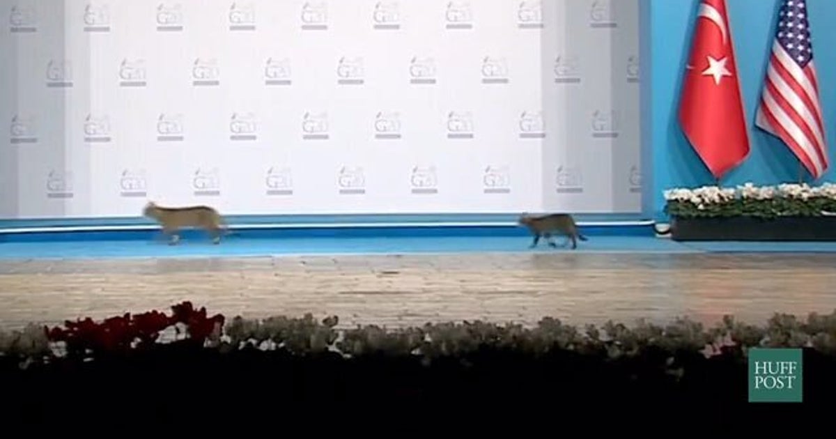 Cats Invade G20 Summit HuffPost Videos