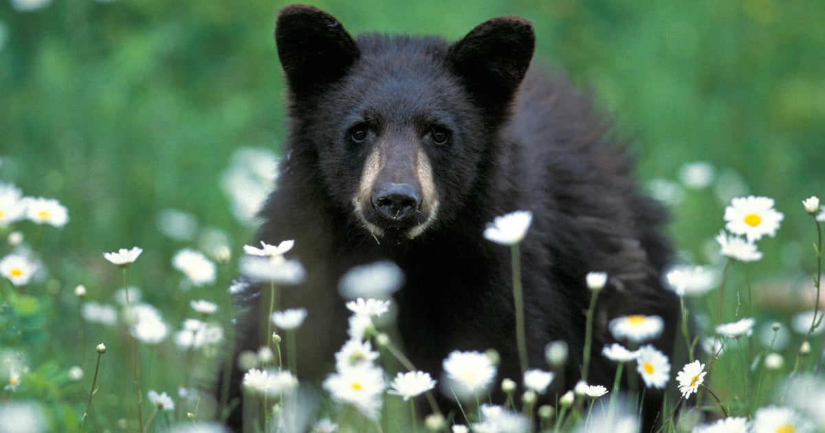 Alaska Bear Cub Euthanized After Testing Positive For Bird Flu Alaska Bear Cub Euthanized After Testing Positive For Bird Flu