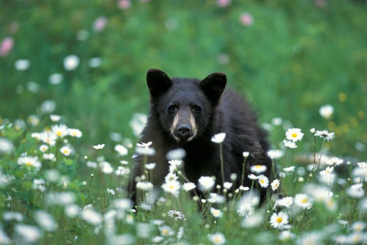 A black bear cub (not the one that became ill with avian influenza) in British Columbia.
