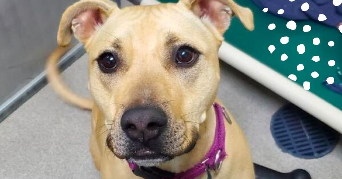 Dozens Of Shelter Dogs Survived A Plane Crash And Are Seeking New Homes