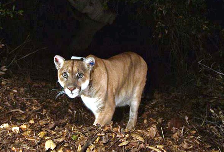 Collared mountain lion designated as P-22 is suspected as the one who snatched a Chihuahua from her dog walker.