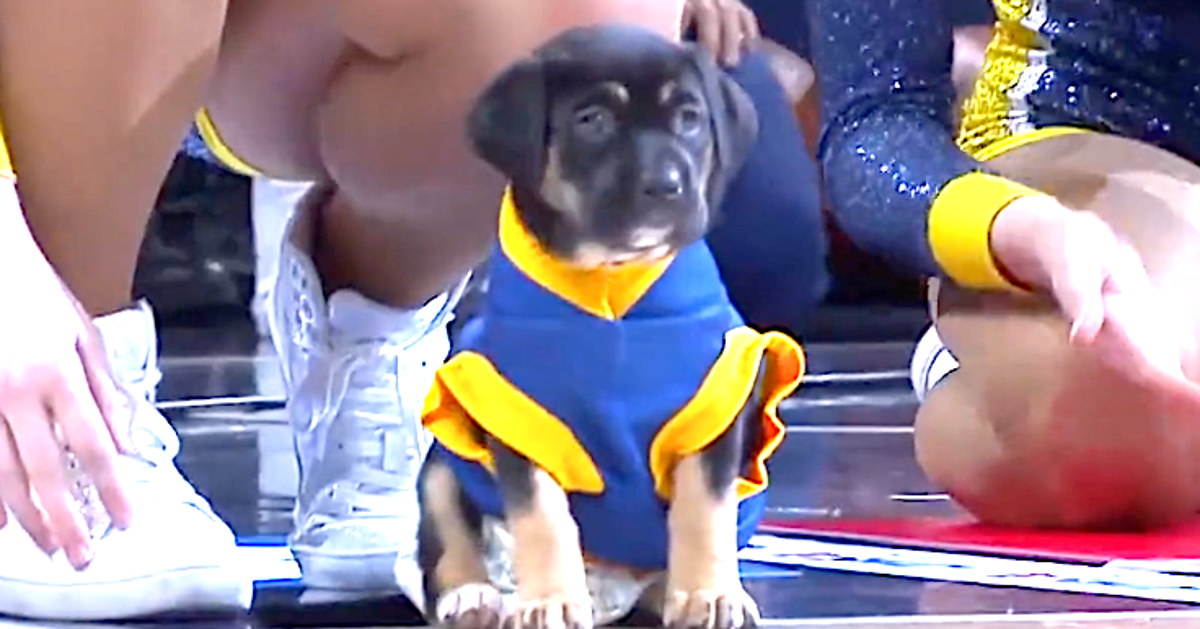 Watch What Happens When 9 Puppies Race At Halftime Of Indiana Pacers