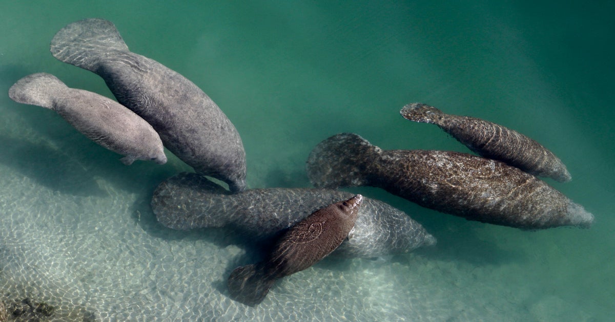 Endangered Status Sought For Manatees As Hundreds Starve Endangered Status Sought For Manatees As Hundreds Starve