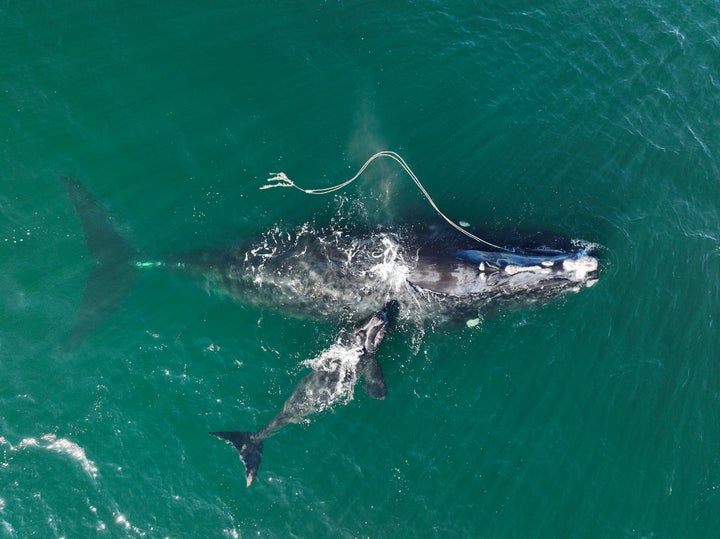 An endangered North Atlantic right whale entangled in fishing rope swims alongside a newborn calf on Dec. 2, 2021, in waters near Cumberland Island, Georgia.