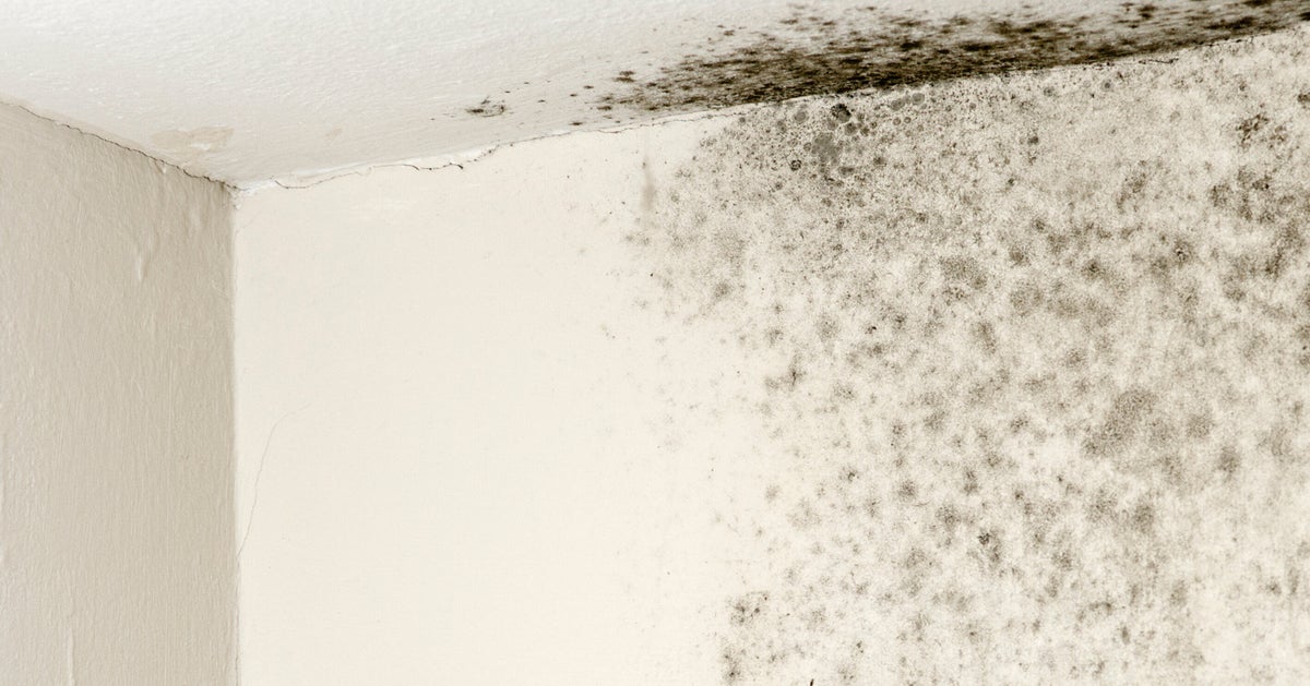 This Is How Mould Can Impact Your Health And What You Need To Do