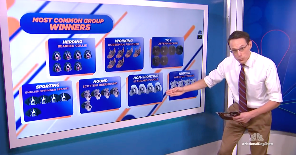 Steve Kornacki’s Expert Analysis of the National Dog Show Delights Twitter Users