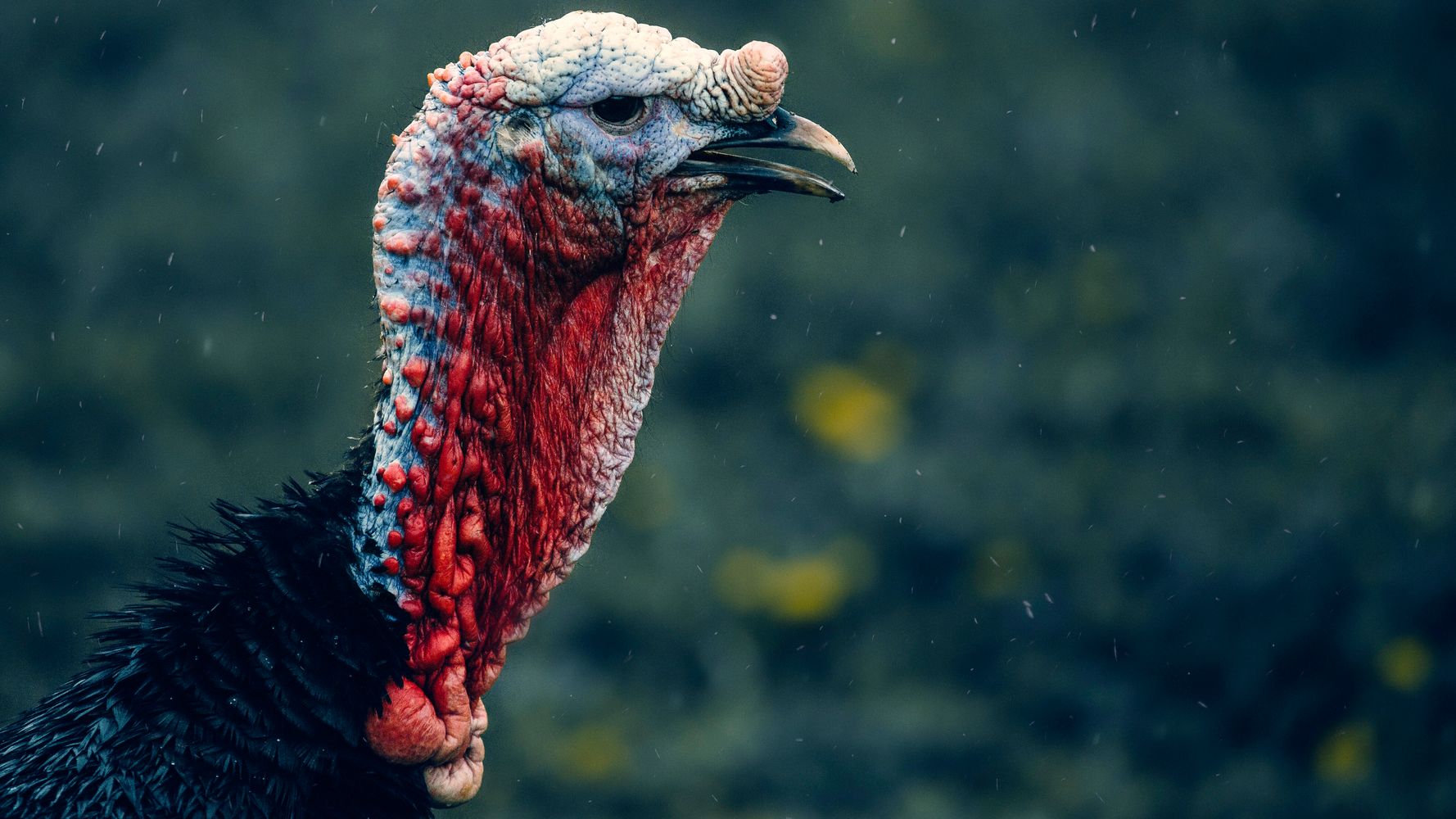 There's a Real-Life Celebrity in Unravel Two: This Vicious Turkey