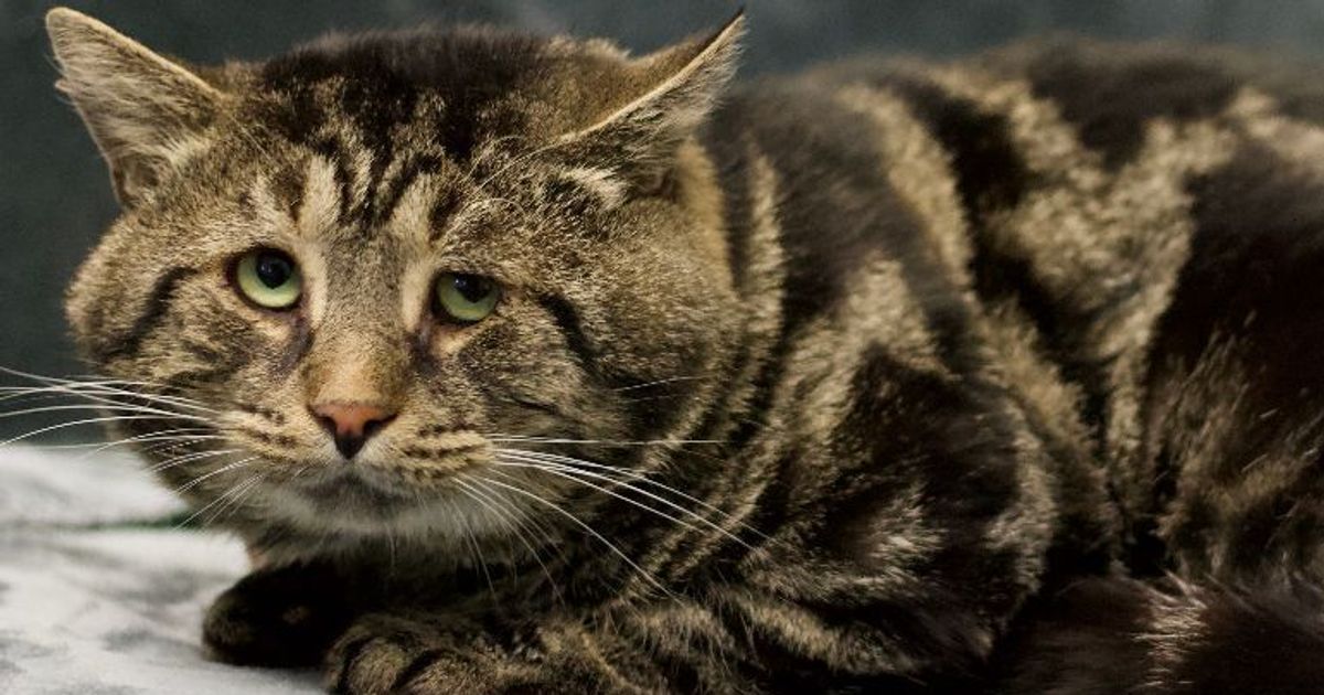 Depressed Cat Fishtopher Has Been Adopted After People Lined Up To Meet Him