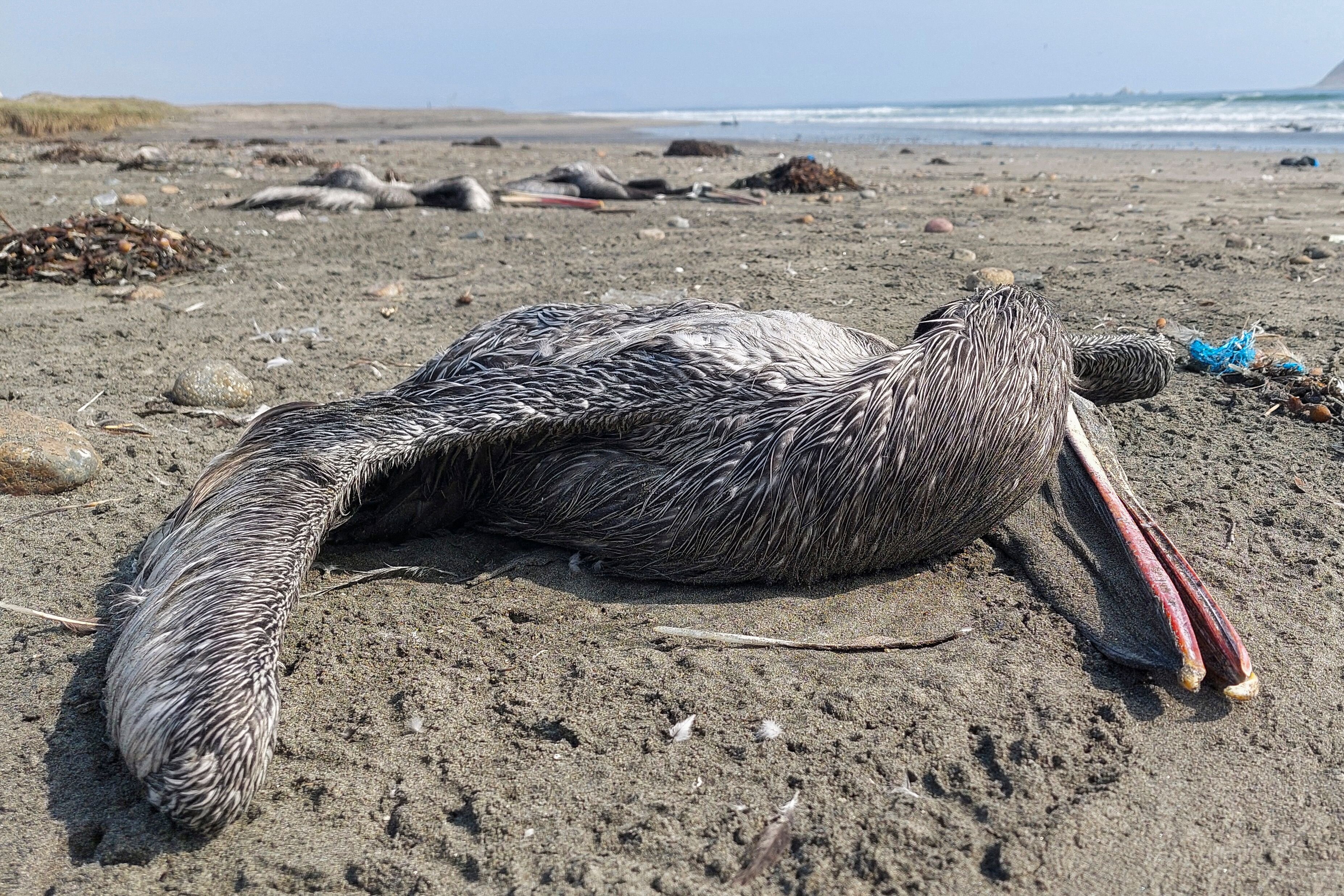 Deadly Bird Flu Outbreak Is The Worst In U.S. History | HuffPost Latest ...