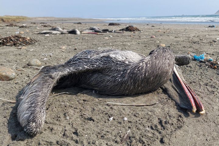 Pelicans suspected to have died from highly pathogenic avian influenza are seen on a beach in Lima, Peru, on Nov. 24.