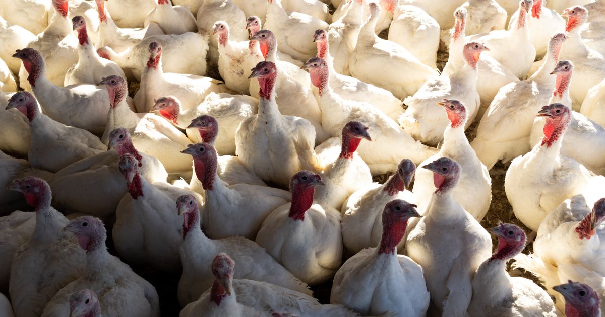 Deadly Bird Flu Outbreak Is The Worst In US History