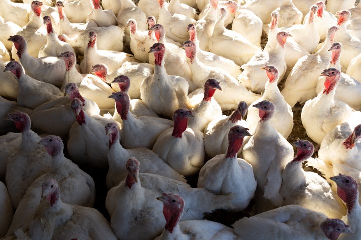 Turkeys in a barn of a poultry farm. 