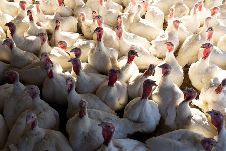 Turkeys in a barn on a poultry farm.