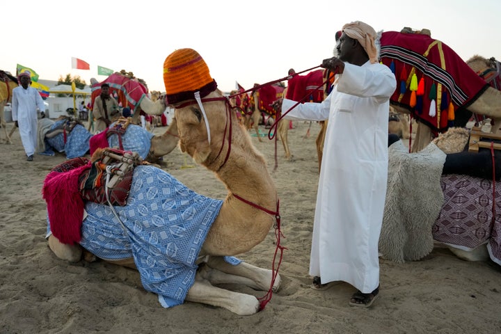 A camel pulls back as a tour guide tries to prepare it for a tour in Mesaieed, Qatar, Nov. 26, 2022. Throngs of World Cup fans in Qatar looking for something to do between games are leaving Doha for a classic Gulf tourist experience: riding a camel in the desert. But the sudden rise in tourists is putting pressure on the animals, who have almost no time to rest between each ride.