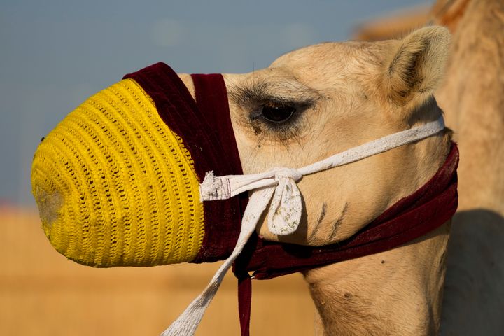 A camel waits for the next group of riders in Mesaieed, Qatar, November 26, 2022.