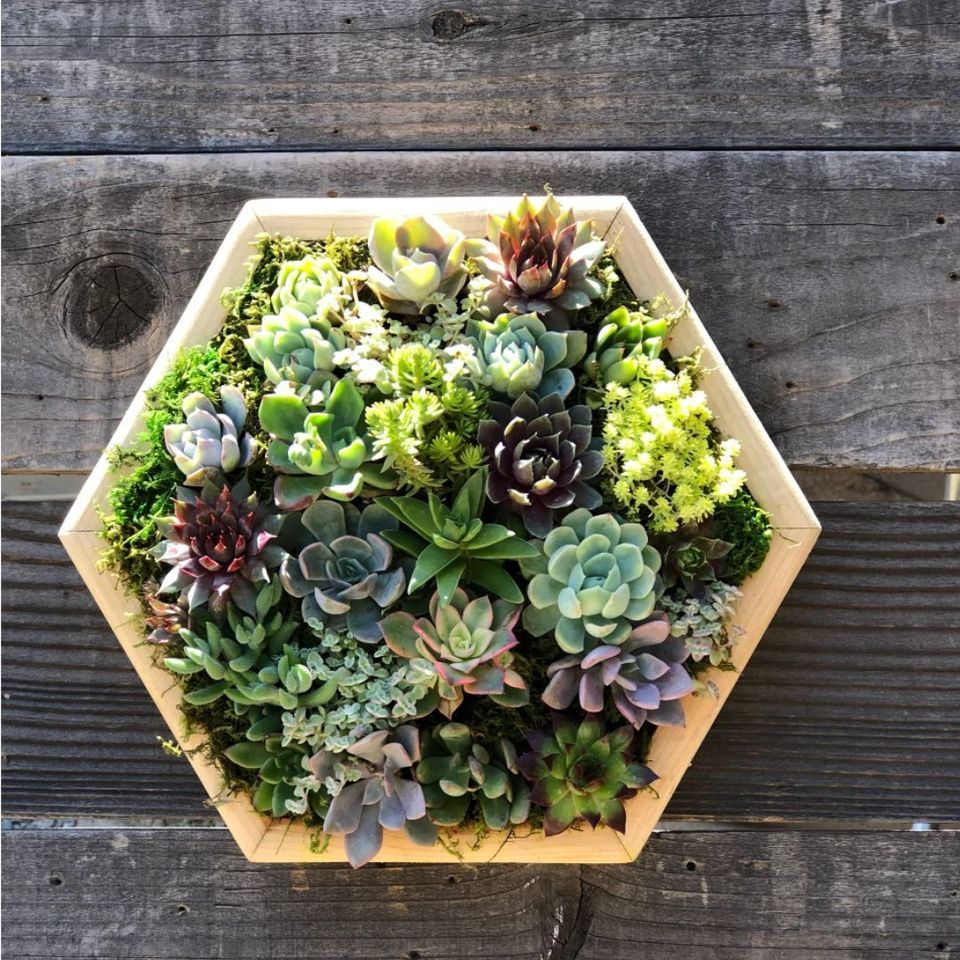 Gardeners Supply Company Large Plant Tray  Multi-use Durable Big Plastic  Tray For Indoor & Outdoor Plants, Seed Starting Tray & Potted Succulents, :  Target