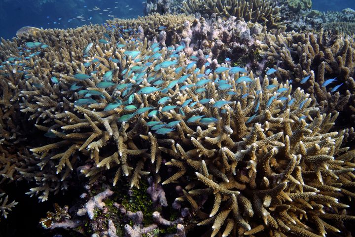 A school of fish swims above corals on Moore Reef in Gunggandji Sea Country off the coast of Queensland in eastern Australia on Nov. 13. Australia’s environment minister said Tuesday that her government will lobby against UNESCO adding the Great Barrier Reef to a list of endangered World Heritage sites.