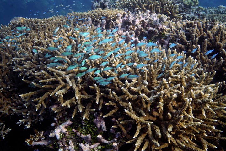 A group of fish swims above a coral reef at Moore Reef in Gunggandji Sea Country off the coast of Queensland in eastern Australia.
