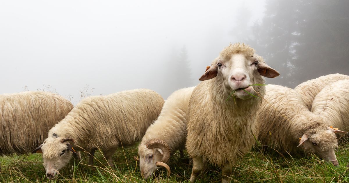El caso de las ovejas chinas que llevan más de 12 días dando vueltas